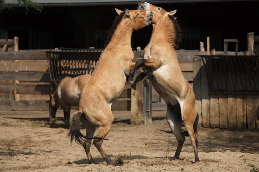 Przewalski's horse (Equus ferus przewalskii)