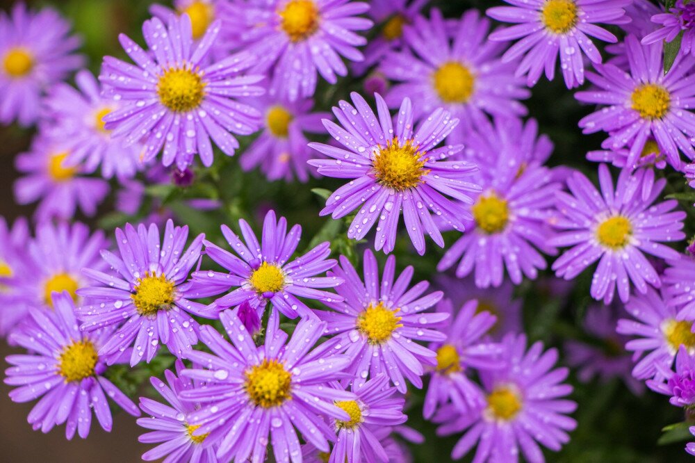 Purple flowers of Italian Asters, Michaelmas Daisy Aster Amellus , known as Italian Starwort, Fall Aster, violet blossom growing in garden, Italy. Soft focus