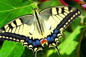 Puszták pillangói: a kardos és a fecskefarkú