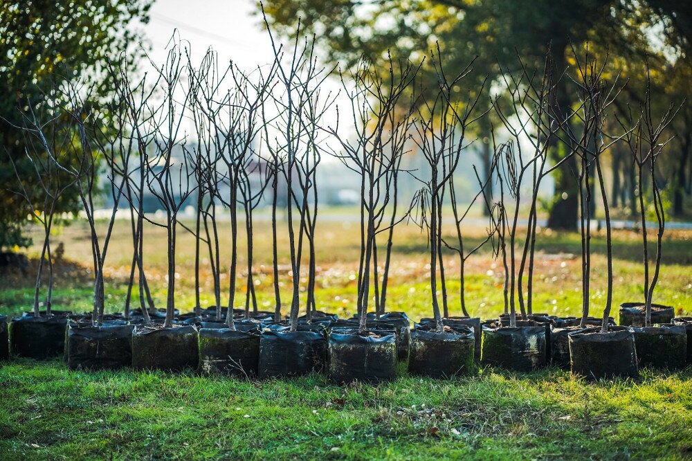 reforestation set of young trees trunks in pots