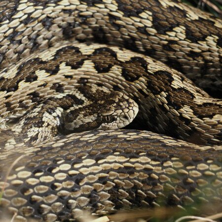 Rekordszámú védett kígyó jött világra a viperaközpontban