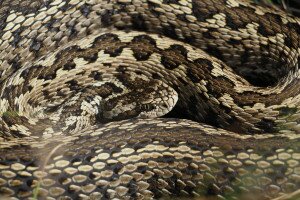 Rekordszámú védett kígyó jött világra a viperaközpontban