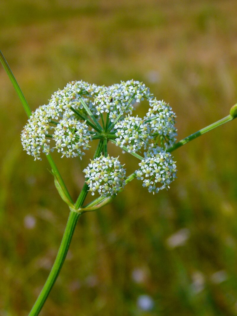 réti_angyalgyökér_Apagy_Albert_to_20170809_P1290789_BarnaPeter