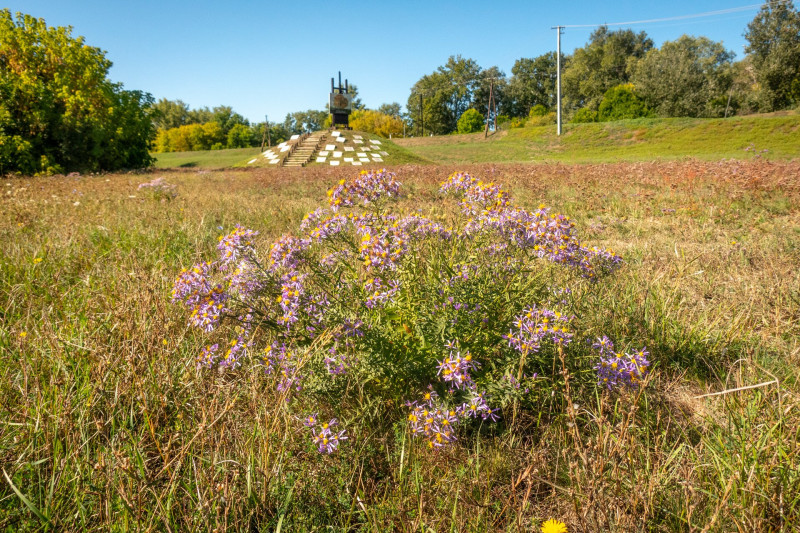 Réti őszirózsa Martélyon