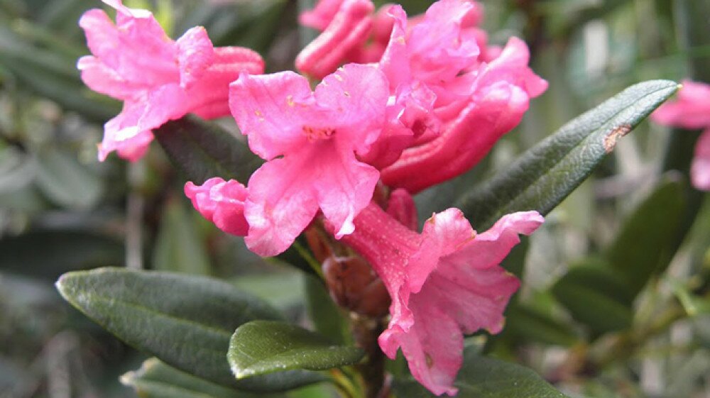 rhododendron_w.jpg