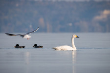 Ritka hattyú tűnt fel a Balatonnál 