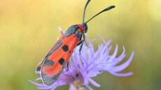 Ritka lepkefajra leltek a Hortobágyi Nemzeti Park területén