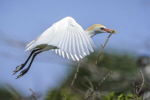 Ritka madár költ a szegedi Fehér-tónál