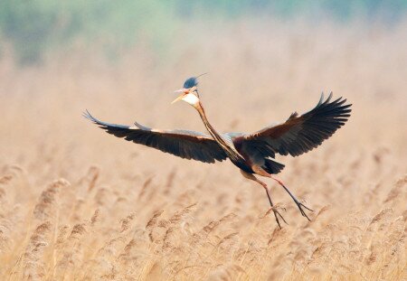 Ritka madarak fészkelnek a Duna–Dráva Nemzeti Parkban
