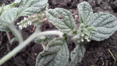 Ritka növényfaj eddig ismeretlen állományát fedezték fel a Dél-Alföldön