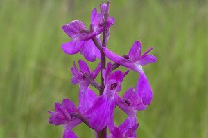 Ritka orchideák virágoznak a Kis-Sárréten