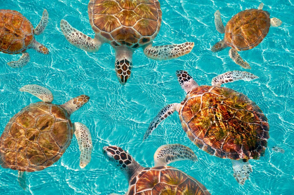 Riviera Maya turtles photomount on Caribbean turquoise waters of Mayan Mexico