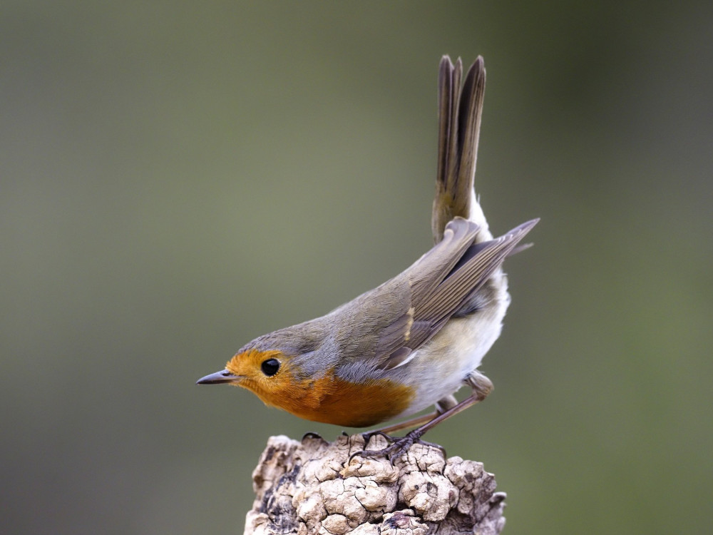 Robin, Erithacus rubecula, single bird on branch, Spain, January 2020