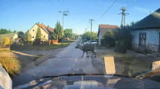 Rongybabaként kapta fel a szarvas