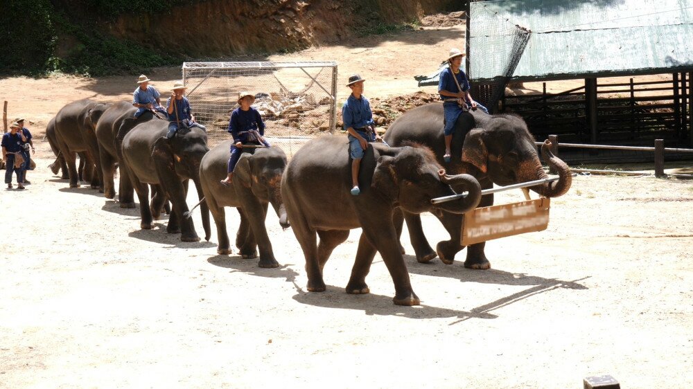 rossz-park-elefant-show