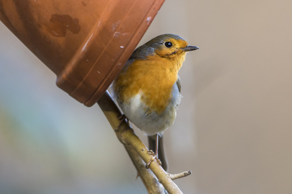 Rotkehlchen (Erithacus rubecula)