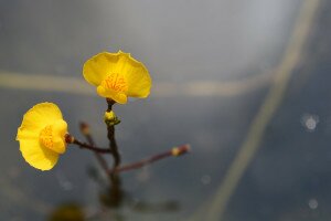 Rovaremésztő növény gyönyörű, sárga virággal. Mi az?