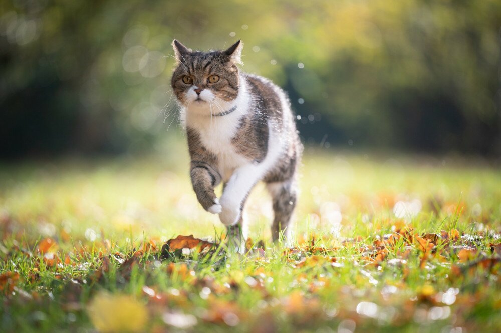 running cat