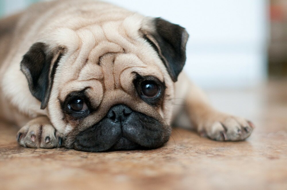 sad dog pug lying floor