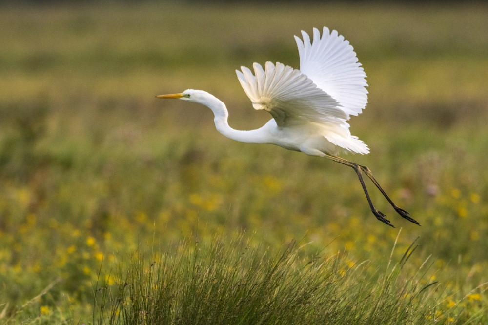 Saison : ..t.. - Lieu : Le Crotoy, Baie de Somme, Somme, Hauts-de-France, France.