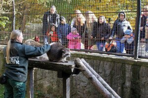 Sakálvokál, mosómedvék és mesebeli rókák - Vadaspark-látogatás Budakeszin