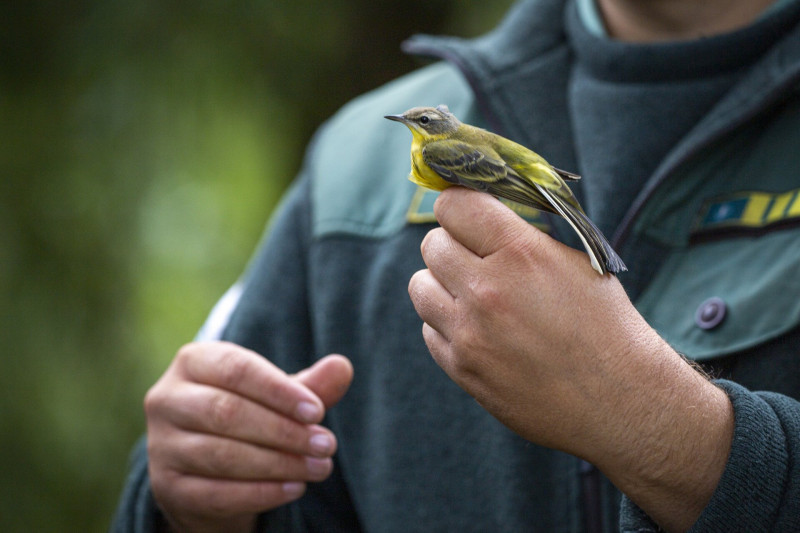 Sárga billegető madárgyűrűzésen a Dávodi Földvári-tó Természetvédelmi Területen