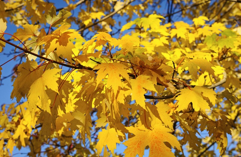 sárguló mezei juhar