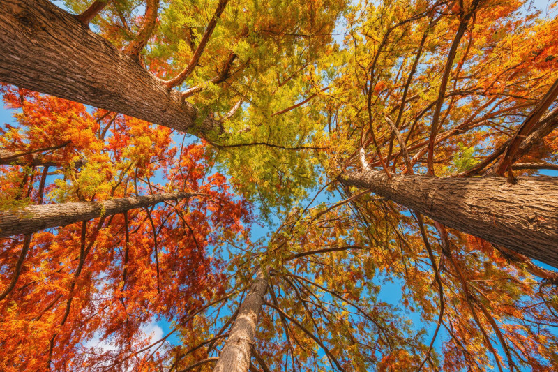 sárguló mocsárciprus