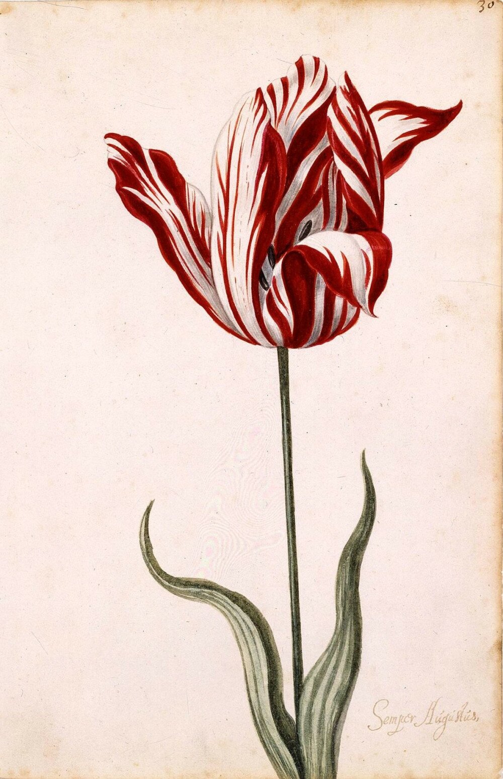Semper_Augustus_Tulip_17th_century