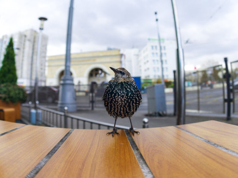 seregely FOTO Adobe Stock