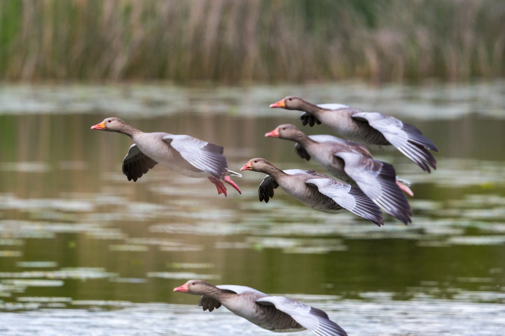 several flying gray geese (anser anser), reed, water