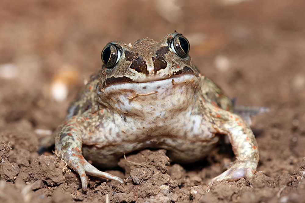 shutterstock_110512394-2.jpg