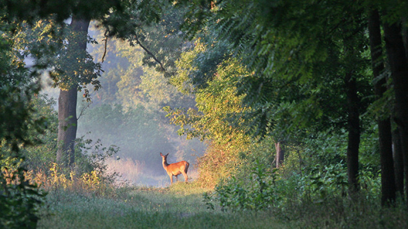shutterstock_152062196-2.jpg