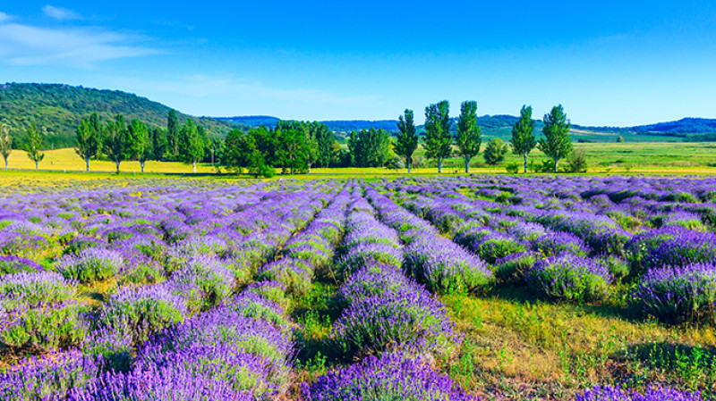 shutterstock_183080447-2.jpg