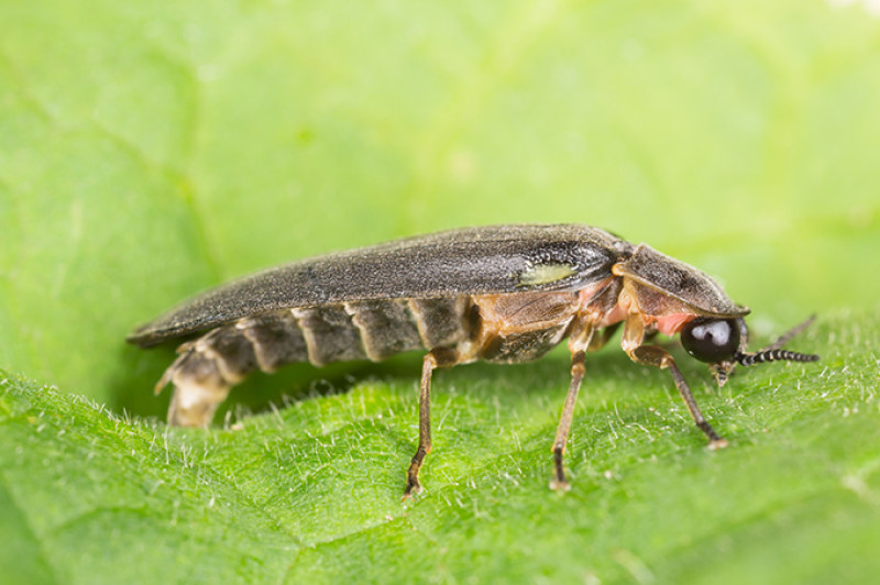 shutterstock_240295384-kk.jpg
