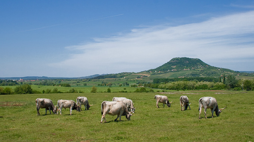 shutterstock_47421238-2.jpg