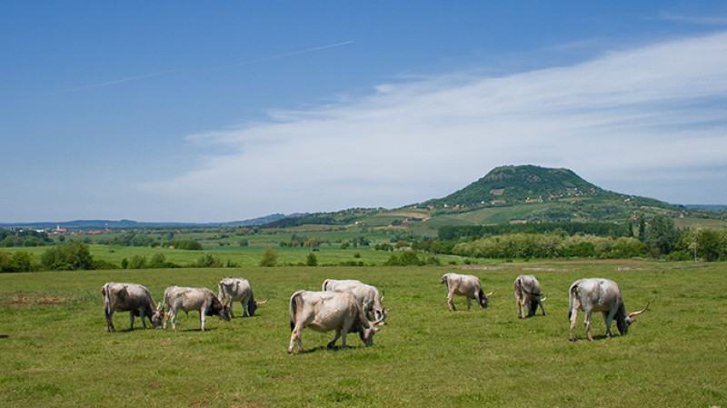 shutterstock_47421238-2.jpg