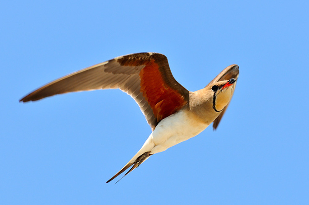 shutterstock_55197031-2.jpg