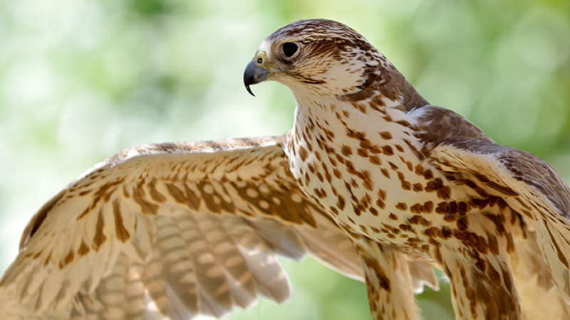 shutterstock_90655780-kk.jpg