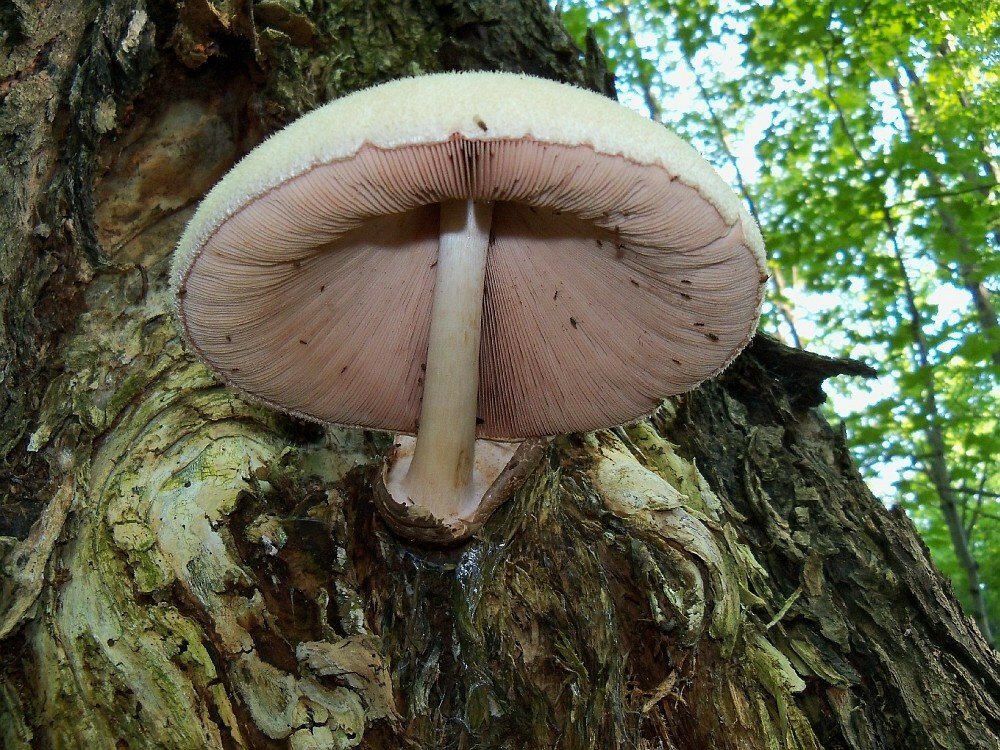 Silky_Rosegill,_maple_tree_of_Vermont,_USA,_July_2012