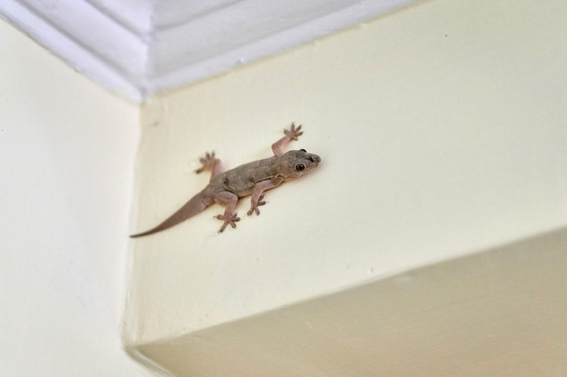 Small nimble gecko crawls on wall inside house, delicate feet of cute lizard navigating vertical surface with remarkable agility, charming scene of reptilian guest in domestic setting