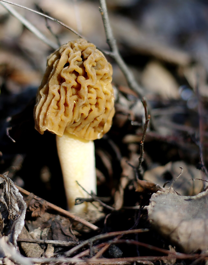 Smardz_zwyczajny_(Morchella_vulgaris_(Pers.)_Boud.)