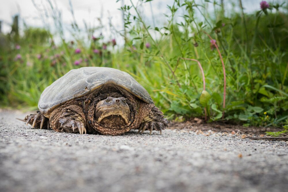 Snapping turtle on a road near a ditch line.