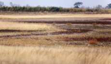 Sóballák és ballagófüvek különleges világa
