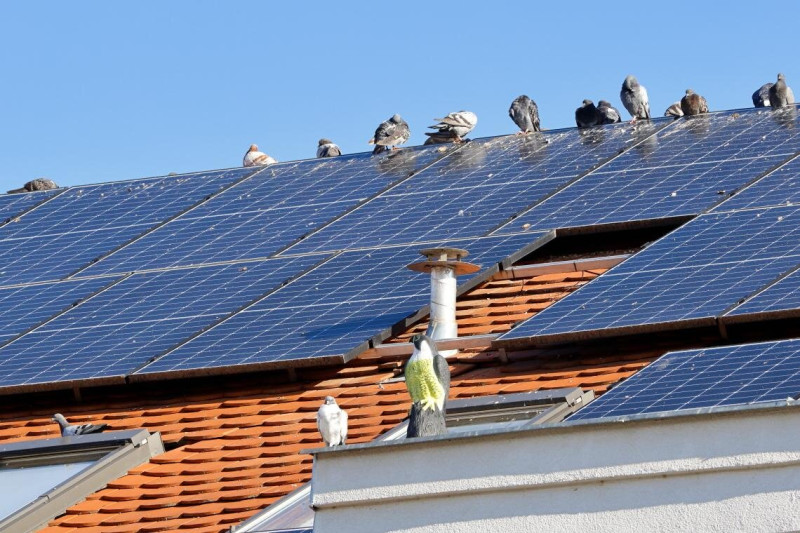 solyombabu_vs_parlagi_galambok_Dombovar_20250804_Orban_Zoltan_4