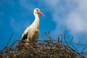Sorban térnek haza a gólyák a Dél-Alföldre