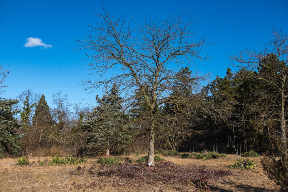 Soroksári Botanikus Kert