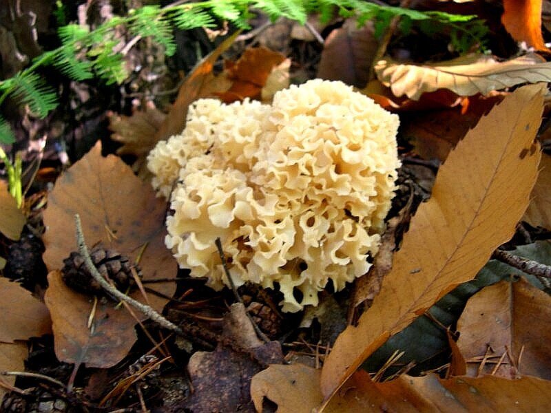 Sparassis_crispa_2