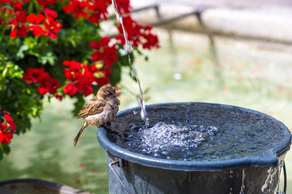 Sparrow drinking water in Bern in a beautiful summer day, Switzerland