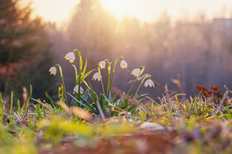 Spring flowers in the shining sunlight , Leucojum vernum, called spring snowflake
